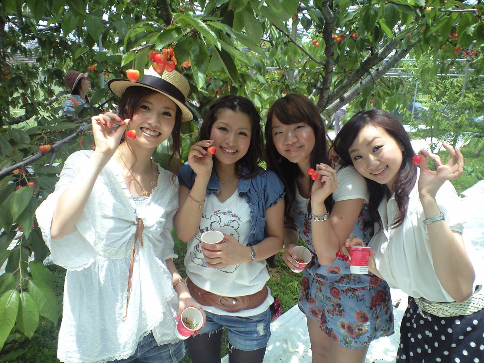 さくらんぼ狩り