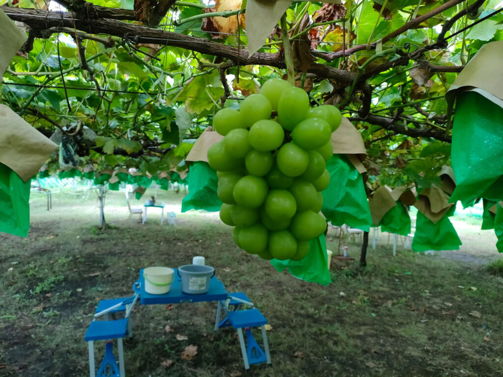 シャインマスカット狩り