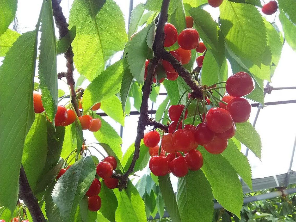 サクランボ狩り